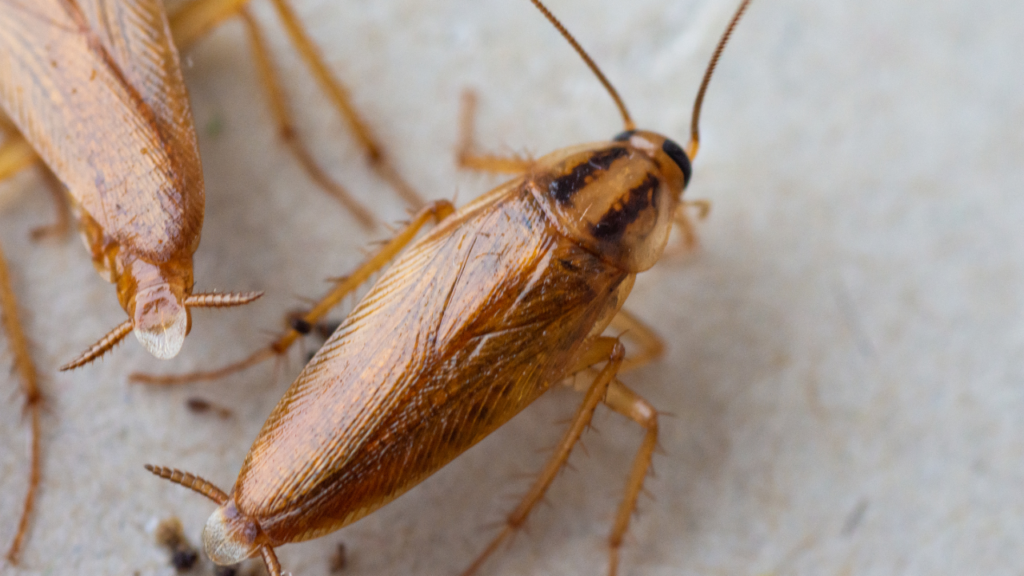 Barata Francesinha 1