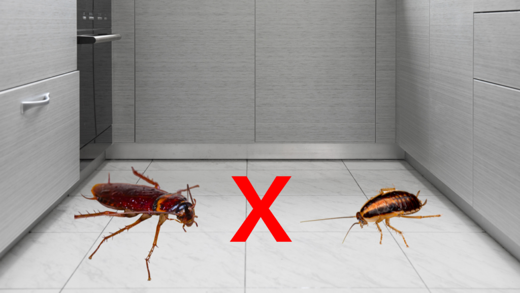 Barata Francesinha X de esgoto